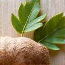 Close-up of Ashwagandha root and leaves, showing its earthy texture and natural form.