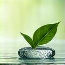 Stylized representation of L-Theanine molecules or a green tea leaf, indicating its source.