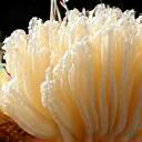 Close-up of a distinct, shaggy Lion's Mane mushroom growing on wood, emphasizing its unique texture.