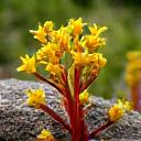 Close-up of Rhodiola Rosea plant, with its distinctive yellow flowers and thick stems, in a natural setting.